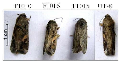 Svega nekoliko larvi i to isključivo sa SBRM rezistentnih F1016 i F1015 listova nije u potpunosti završilo metamorfozu u lutku, dajući slične vidove deformiteta, obično u vidu zaostalih nepokrivenih
