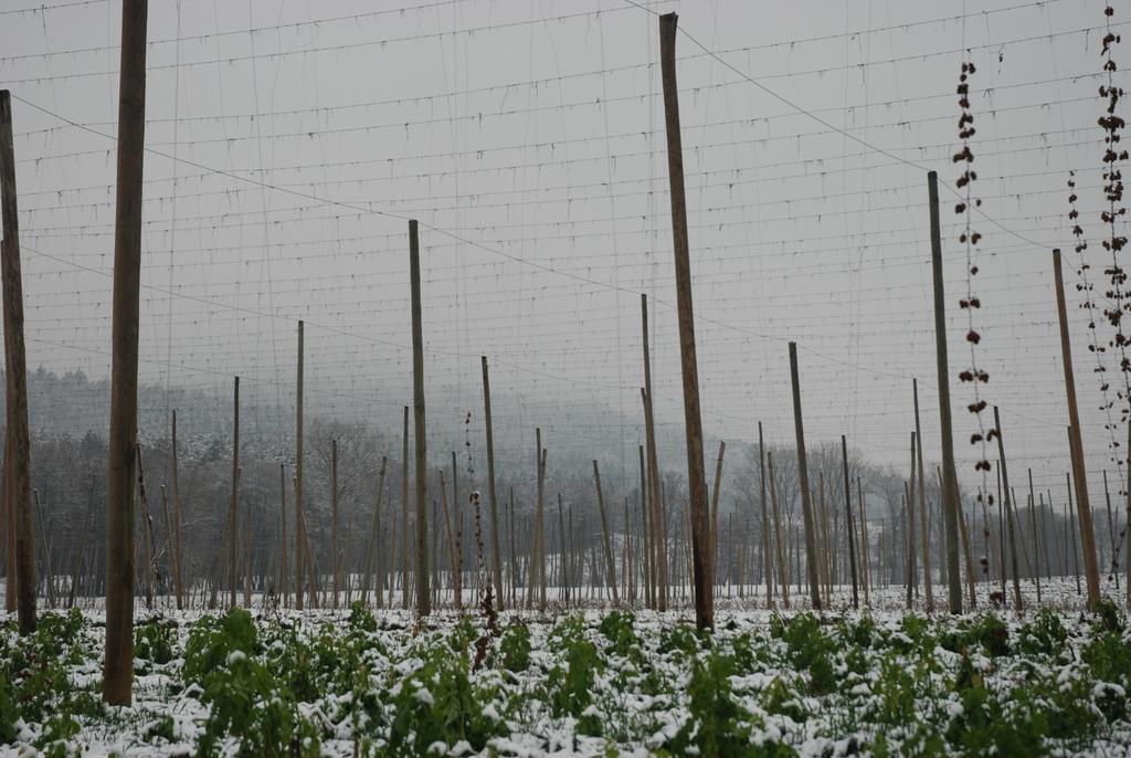 The future of hops Hop breeding 101: We like the hop that grows on this side