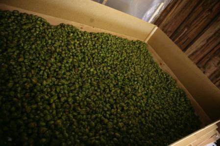 Hops drying to less than 10% moisture when