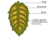Hops Hops are the female flower cones of the hop plant (Humulus lupulus) They are used primarily as a flavoring and stability agent in beer, other beverages and in herbal medicine.