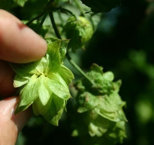 Hops contain several characteristics favorable to beer, balancing the sweetness of the malt with bitterness, contributing flowery, citrus, fruity or herbal aromas, and have an