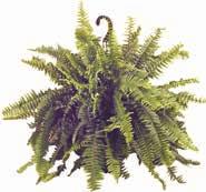 STORE FOR DETAILS 10 inch Boston Fern Hanging Basket each $11 97 Torch Lake Veterinary Clinic Only The Best