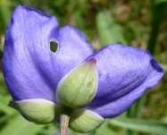 (Introduced) Glaucous [Ohio] Spiderwort [Bluejacket]
