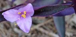Virginia Day-Flower Commelina virginica L.