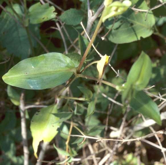USDA Common [Asiatic] Day-Flower Commelina communis L.