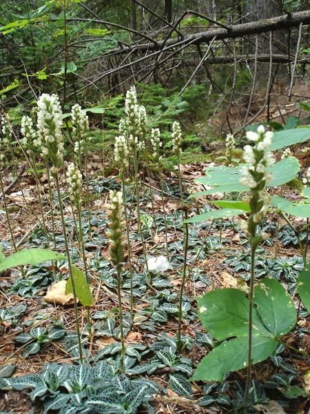 The leaves are lobed or toothed. This small orchid is evergreen, so late fall and early spring are good times to search for it, when most other plants are dormant.