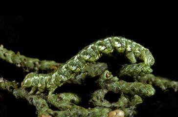 PHOTOGRAPHS OF THE SPECIES: SKIPPERS, BUTTERFLIES, & MOTHS: CHAPTER 5 153 SEMIOTHISA BURNEYATA CATERPILLAR Green mottled with white patches and
