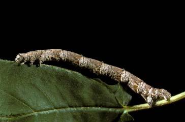 PHOTOGRAPHS OF THE SPECIES: SKIPPERS, BUTTERFLIES, & MOTHS: CHAPTER 5 155 SERICOSEMA JUTURNARIA CATERPILLAR Poorly defined patches of alternating light and dark