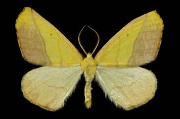 4 centimeters. Forewings slightly falcate, yellow with narrow basal and median lines, pink-red in the postmedian areas.