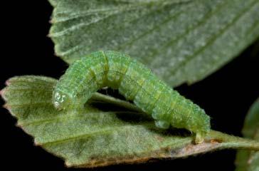 158 CHAPTER 5: PHOTOGRAPHS OF THE SPECIES: SKIPPERS, BUTTERFLIES, & MOTHS STAMNODES COENONYMPHATA CATERPILLAR Green with a tint