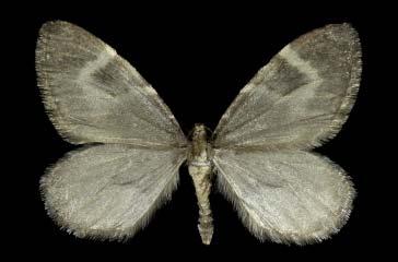 Forewings pale yellow with a white postmedian band and gray-black median and apical patches.