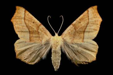 PHOTOGRAPHS OF THE SPECIES: SKIPPERS, BUTTERFLIES, & MOTHS: CHAPTER 5 161 SYNAXIS JUBARARIA CATERPILLAR Mottled gray to light brown-red; a pair of prominent dorsal warts on T1, A4, and A5; a pair of