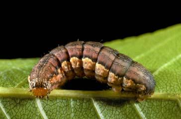 PHOTOGRAPHS OF THE SPECIES: SKIPPERS, BUTTERFLIES, & MOTHS: CHAPTER 5 163 TRIPHOSA CALIFORNIATA CATERPILLAR Numerous longitudinal lines and bands of pink-gray,