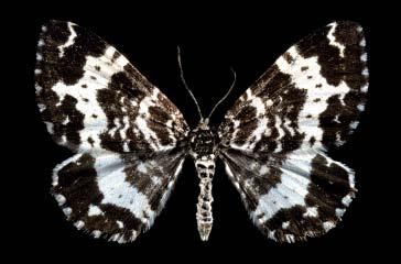 Forewings white with black borders and mottled black basal and median areas.