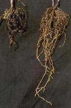 Nematode Damage Left: grapevine roots damaged by lesion nematodes Right: a healthy root system