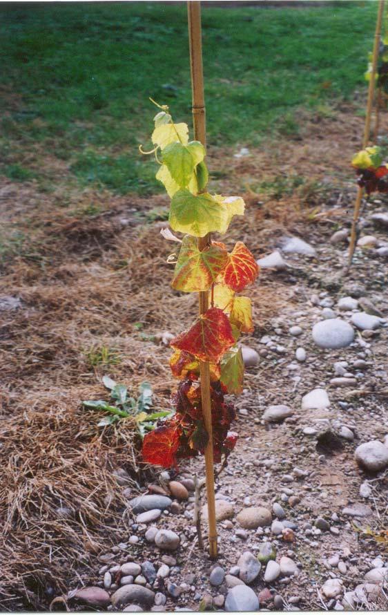 certified clean vines