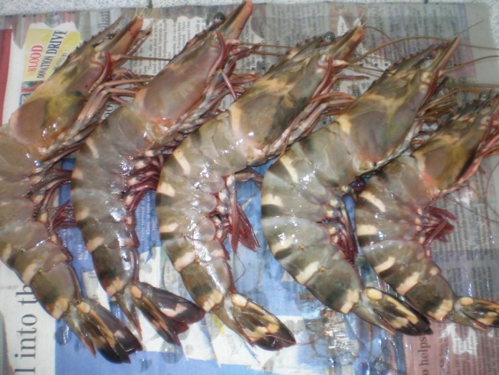 P a g e 7 prawn in the world, as the area under marine prawn culture is about 5,100 hectares (2,627 hectares in 1995).