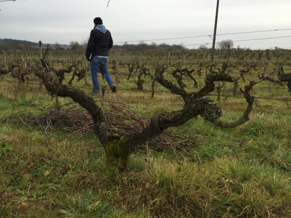 René briefly made a Marie Besnard cuvée, but the vines have become so low yielding that he now blends them with Le