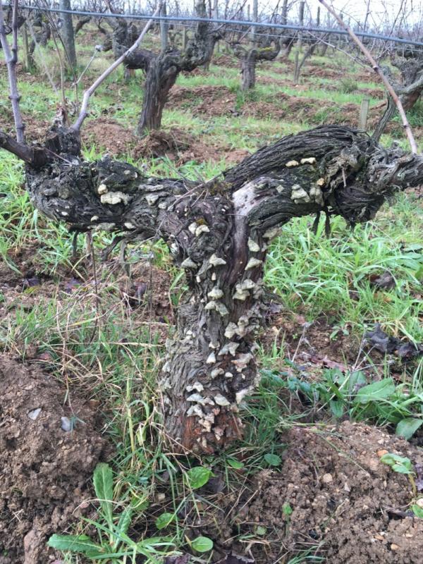 As you can see, this was the only vineyard the Mosse hadn't yet pruned. The reasons why this is considered the best is two-fold: first is its geologically ideal proximity to the Layon.