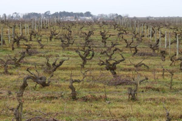area has historically produces sweet wines from noble rot.