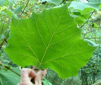 heartshaped bases White Mulberry (Morus alba) No hairs on leaf underside