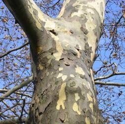 shapes on the same tree (distinctive) American Sycamore (Platanus