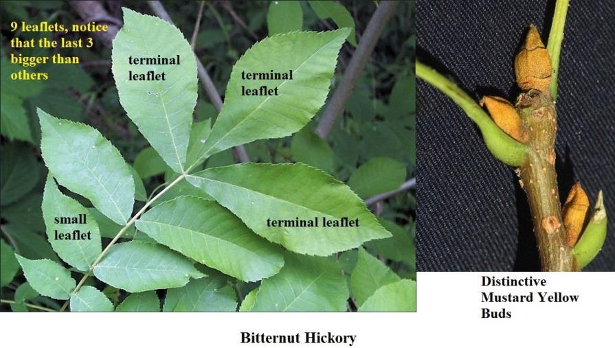 Bitternut Hickory (Carya cordiformis) 7-9 leaflets