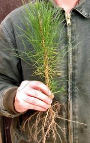 We carry one, two and three year seedlings, depending on if it s a conifer, hardwood or shrub.