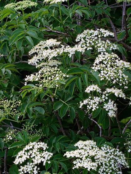 NEW SPECIES! Elderberry (Sambucus canadensis) Rapid growth rate up to 7 feet. Prefers well drained to poorly drained soils and sunlight to shade.