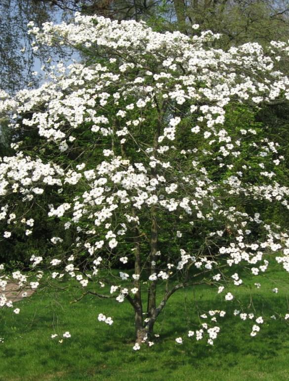 Blooms white flower in March- May. 6-12 dormant seedling. American Cranberry (Viburnum opulus) Slow growth rate up to 10 feet.
