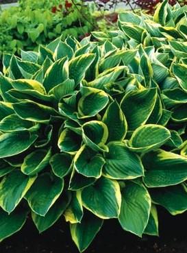 This Hosta has greater sun tolerance when compared to other Hosta varieties. Pale lavender flowers appear on 30" scapes in mid to late summer. Hosta (F.