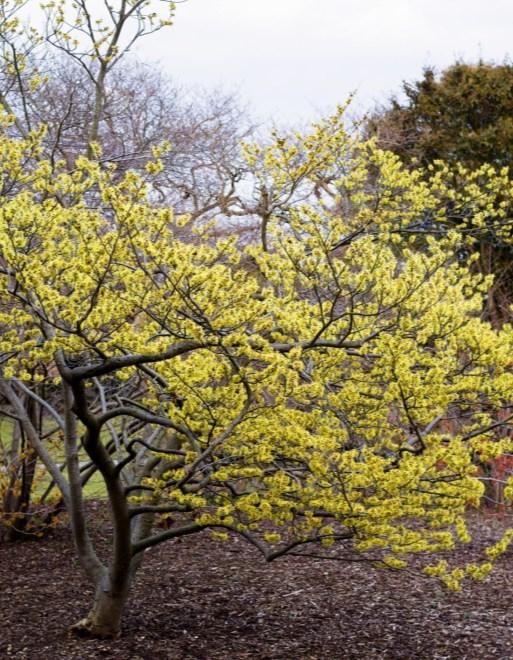 Page 3 NEW OR FEATURED TREE & SHRUB SPECIES FOR 2018 American Witchhazel Eastern Larch This species is the