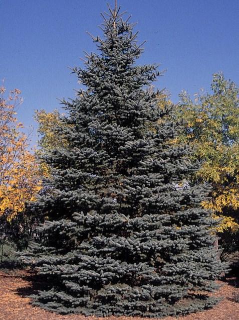 Page 4 CONIFERS Colorado Blue Spruce (Picea pungens) Slow growth rate, up to 100 feet. Prefers moist, acidic, well-drained soils with partial to full sun.