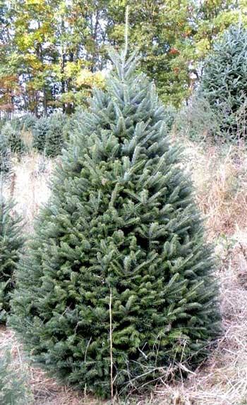 Price: $12/10pack; $47/50 pack; $80/100 pack Fraser Fir (Abies fraseri) Non- This stately tree is commonly used for Christmas tree production and wildlife benefits.