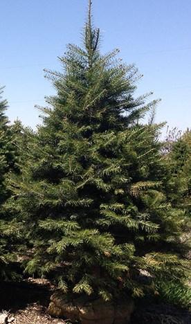 Prefers moist to well-drained soils with partial to full sun, but is adaptable to adverse soil conditions. Primarily used for lumber and Christmas trees.
