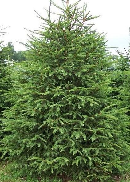 Price: $14/10pack; $52/50 pack; $87/100 pack Norway Spruce (Picea abies) Non- Slow to moderate growth rate, up to 130 feet.