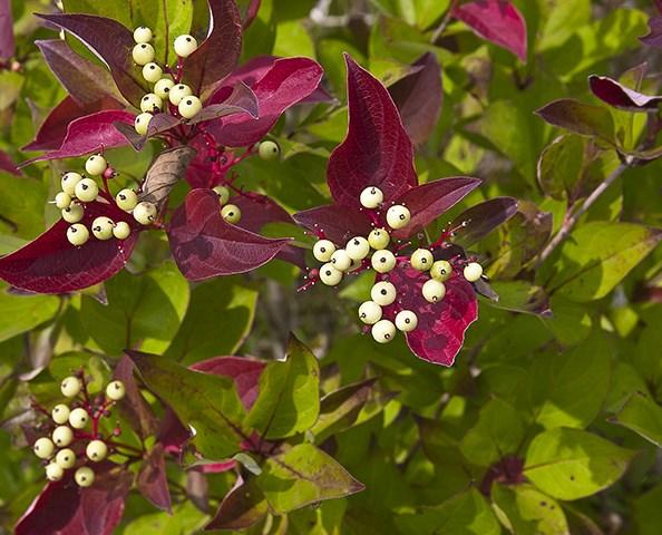 12-18 seedling. Price: $16/10pack; $62/50 pack Arrowood (Viburnum dentatum) Is often used for borders or screens to attract birds that eat its fruit. Grows to a height of 6-15 ft.