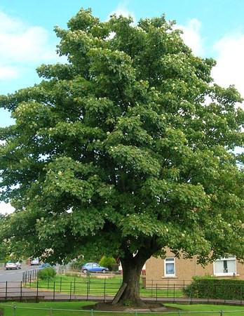 Price: $13/10 pack; $53/50 pack Red Oak (Quercus rubra) Moderate growth rate, up to 80 feet.