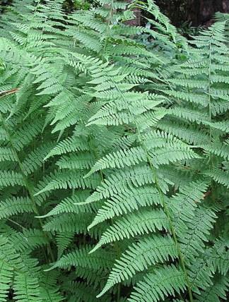 This perennial fern is finelytextured, with somewhat frilly fronds which have curved stalks and are palmatelydivided.