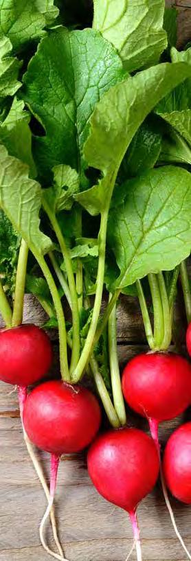 RADISH, CARROT, AND MINT SALAD 2 4 Servings 1 bunch radishes, with green tops 1 cup grated carrot 1 cup radish sprouts 12 medium fresh mint leaves, sliced thinly ½ cup chopped fresh parsley 1 lemon,