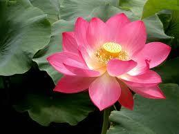 Lotus Flower Common name Latin name INCI name Efficacy Lotus Flower Nelumbo nucifera Gaertn.