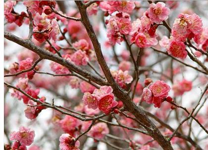 Japanese apricot s flower Common name Latin name INCI name Efficacy Mume Flos Prunus mume Siebold & Zucc.