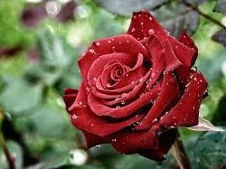 ROSE Common name Latin name INCI name Efficacy Rose, White rose Rosa spp.