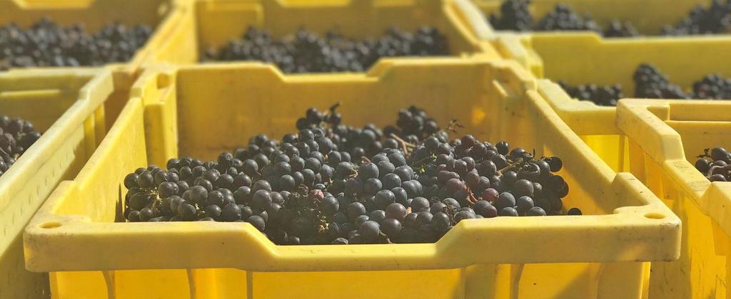 Veraison to Harvest Statewide Vineyard Crop Development Update #9 November 6, Edited by Tim Martinson and Chris Gerling Final Is