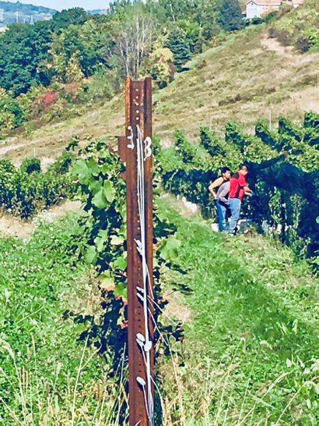 Yes, if you actually work in vineyards, the answer is long and detailed, probably involving gestures, Harvest in the upper Hudson Valley Photo Courtesy Whitecliff Vineyards definitely