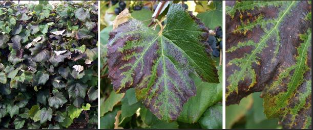 Black Leaf. Black leaf symptoms of Potassium (K) deficiency were seen in many vineyards with heavy crops this year.
