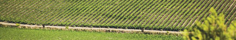 Grape varieties: Syrah, Merlot, Cabernet Sauvignon, Petit Verdot,Chardonnay and Sauvignon Blanc in irrigated trellised