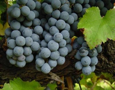 Grapes to wine a 2 metabolic zoo Grapevines Hundreds of