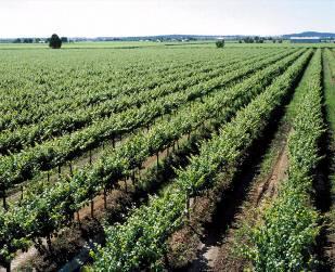 Soil, climate etc Vineyard management Seasonal influences