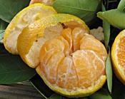 Tangerines, Mandarins, Satsumas, and Tangelos Category: Semi-evergreen Hardiness: Damage will occur when temperatures drop below the low 20 s Fruit Family: Citrus Light: Full sun to half day sun